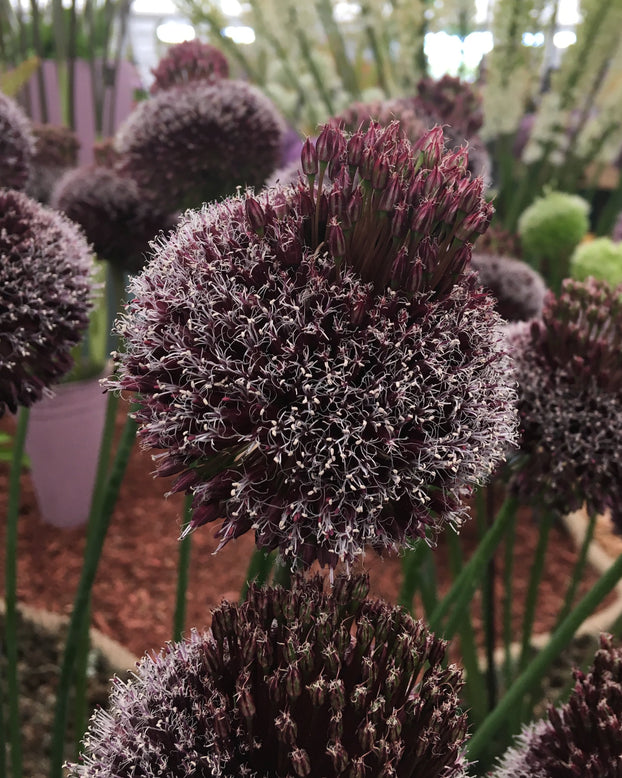 Allium 'Forelock'