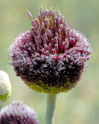 Allium 'Forelock' Allium 'Forelock'