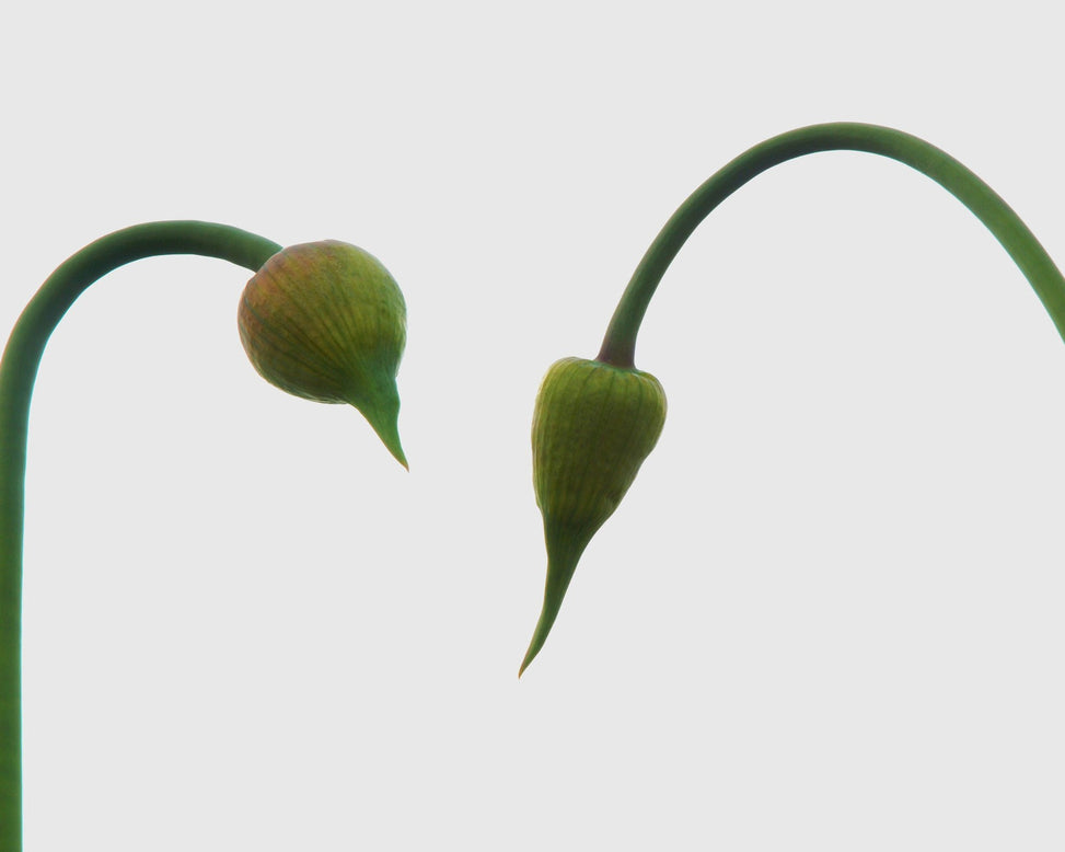 Flower BulbsForelock Bulbs UK - 2
