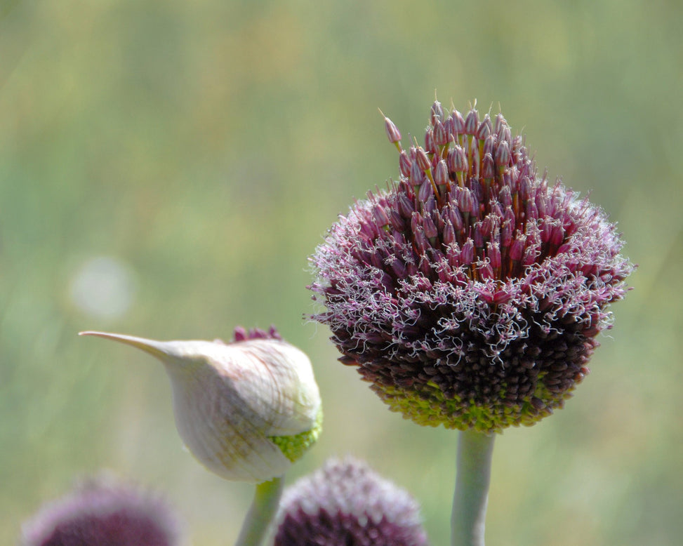 Flower BulbsForelock Bulbs UK - 3