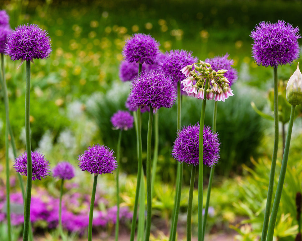 Allium giganteum