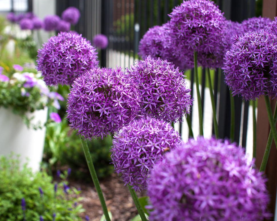 Allium giganteum