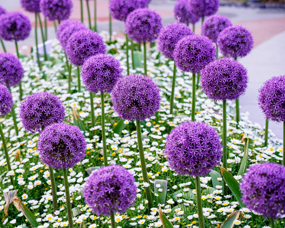 Allium giganteum