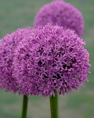 Allium 'Gladiator' Allium 'Gladiator'