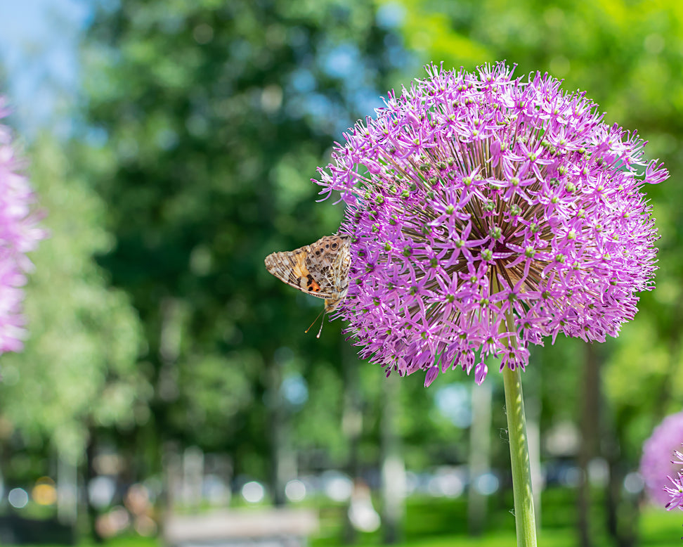 Allium 'Globemaster'
