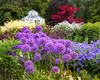 Allium 'Globemaster' Allium 'Globemaster'