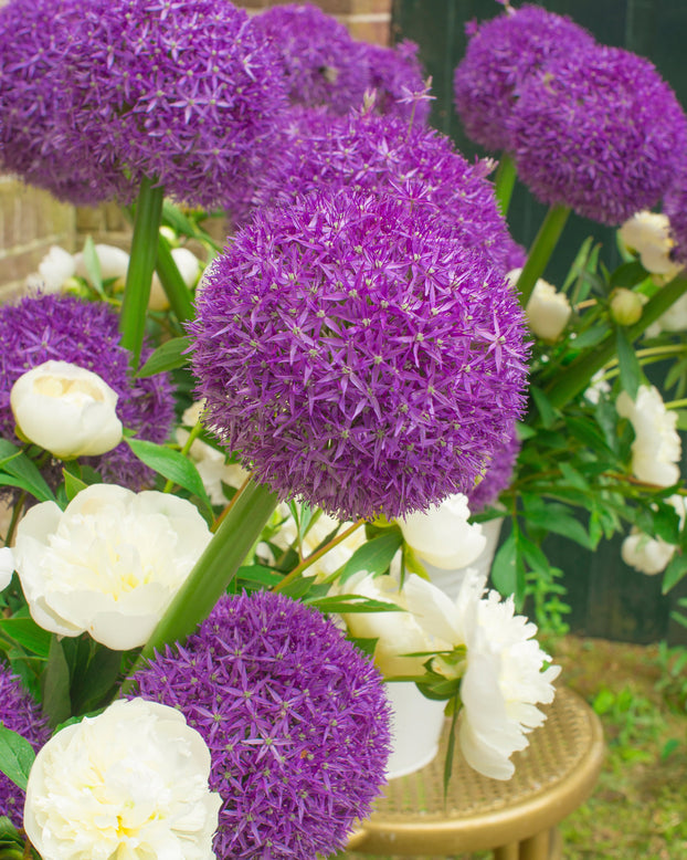 Allium 'Globemaster'