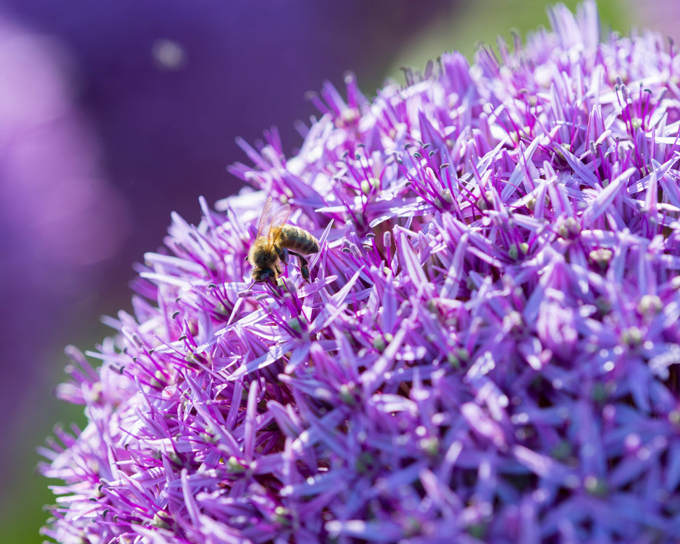 Allium 'Globemaster'