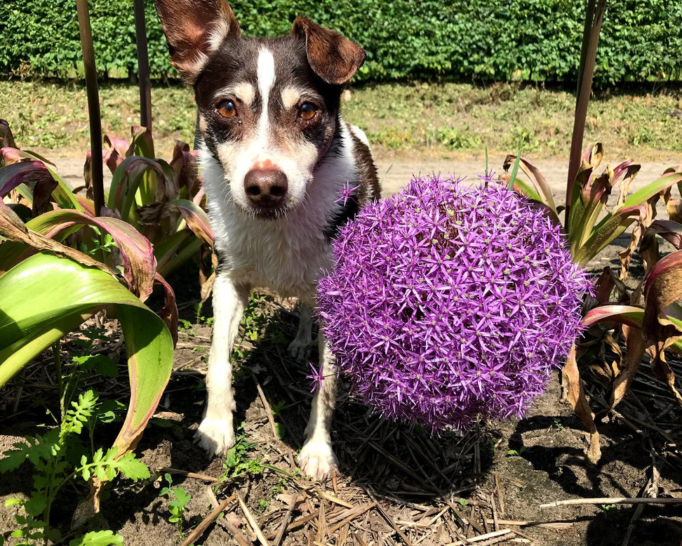 Allium 'Globemaster'