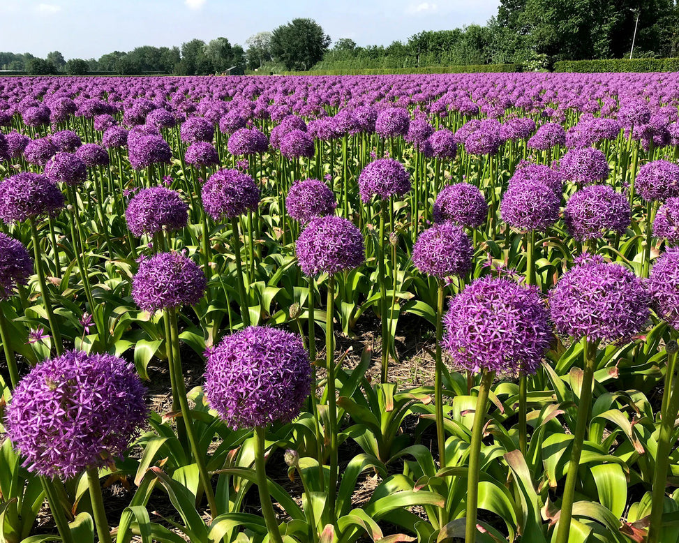 Allium 'Globemaster'
