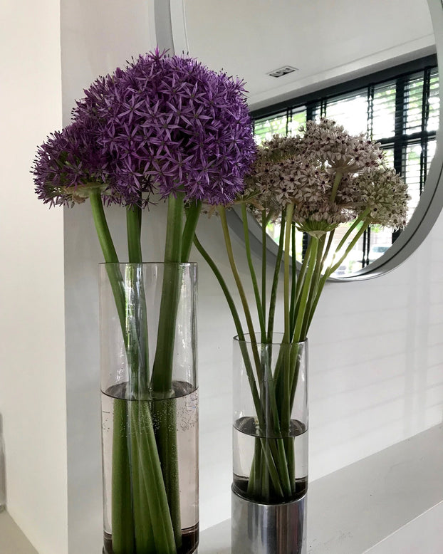 Allium 'Globemaster'