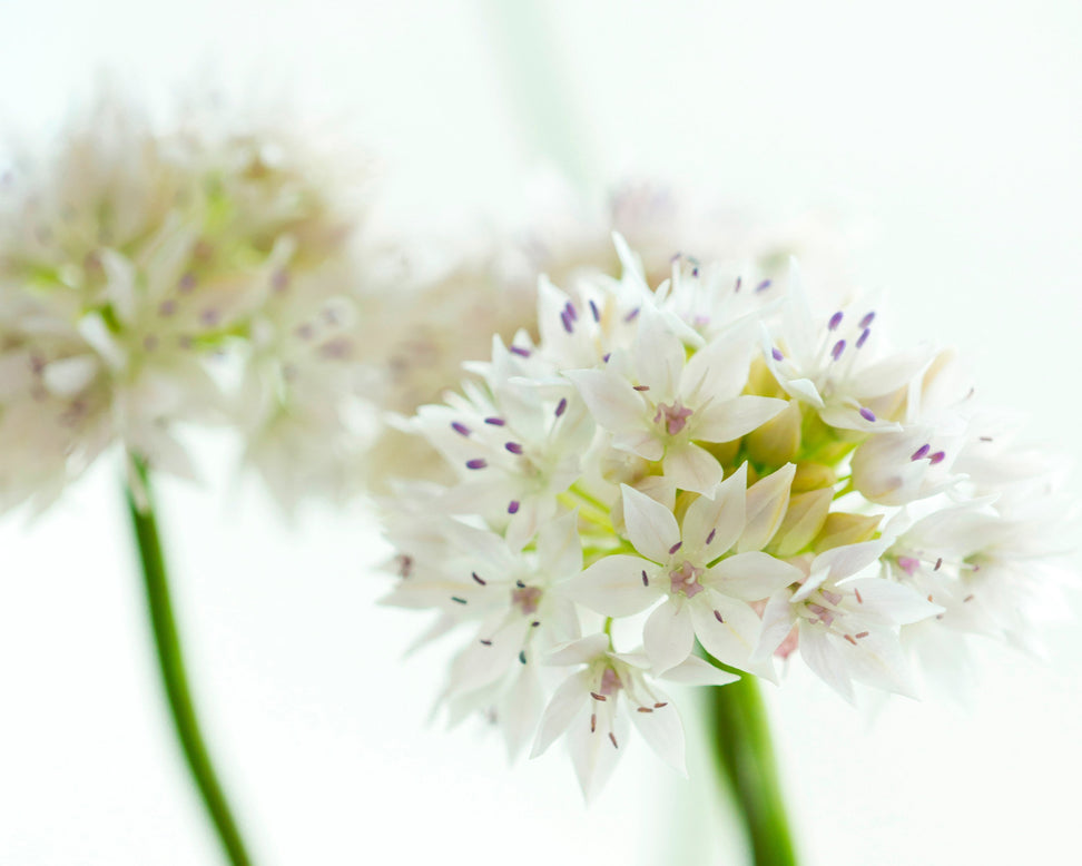 Allium 'Graceful Beauty'