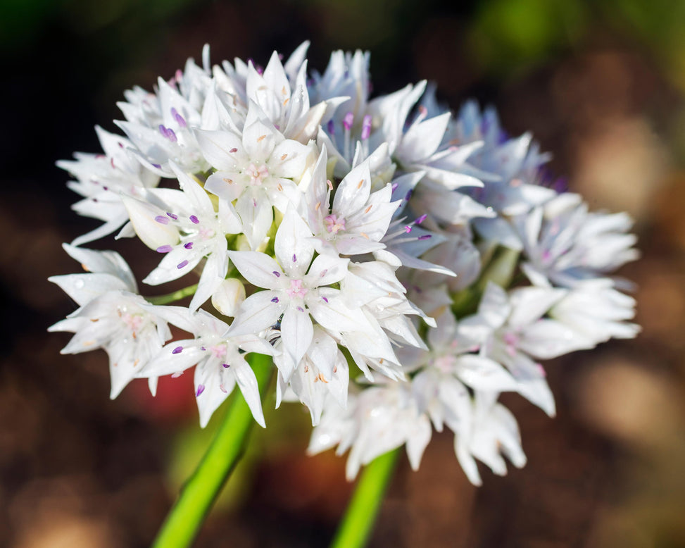 Allium 'Graceful Beauty'