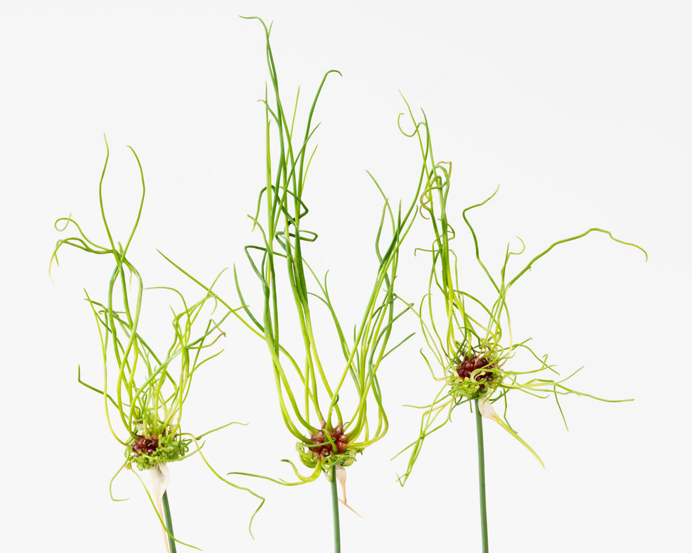 Allium 'Hair'