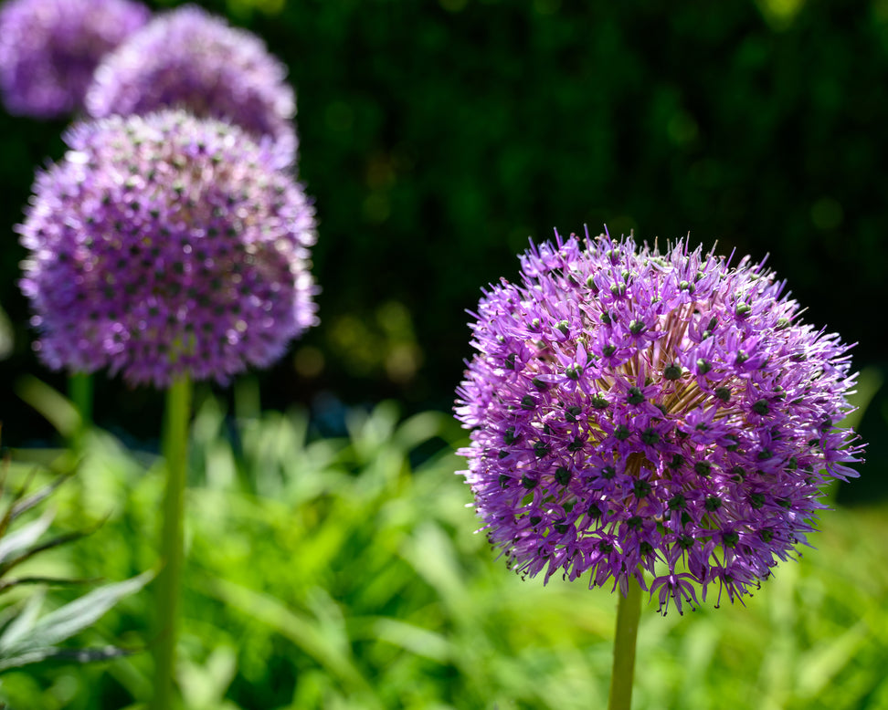 Allium 'His Excellency'