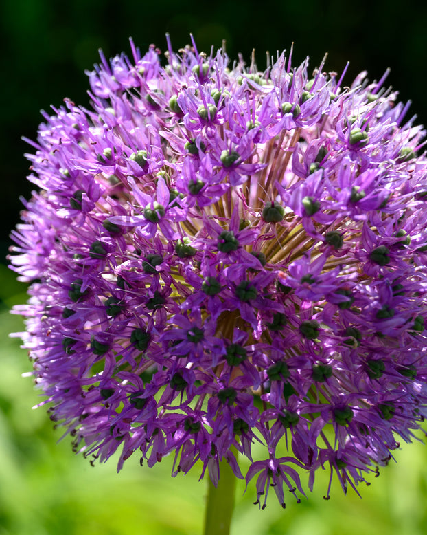 Allium 'His Excellency'