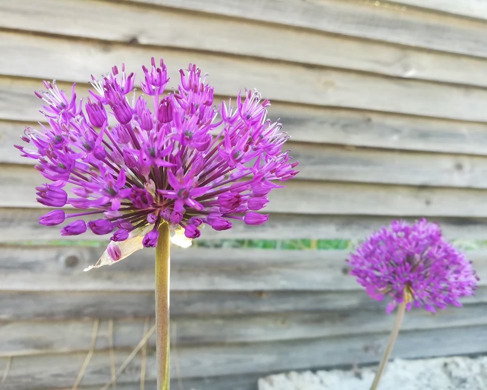 Allium 'His Excellency'