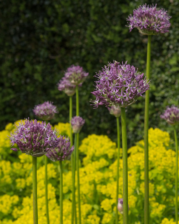 Allium 'His Excellency'