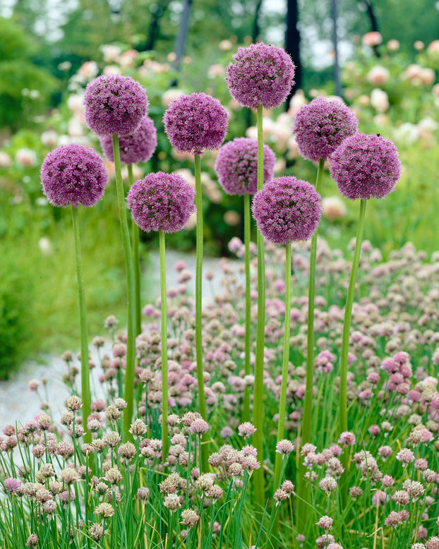 Allium 'His Excellency'