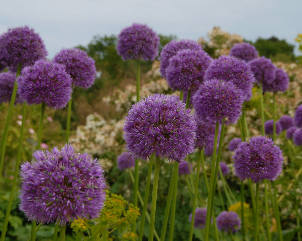 Allium 'His Excellency'