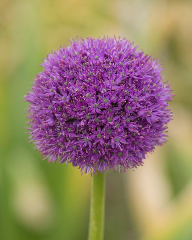 Allium 'His Excellency'
