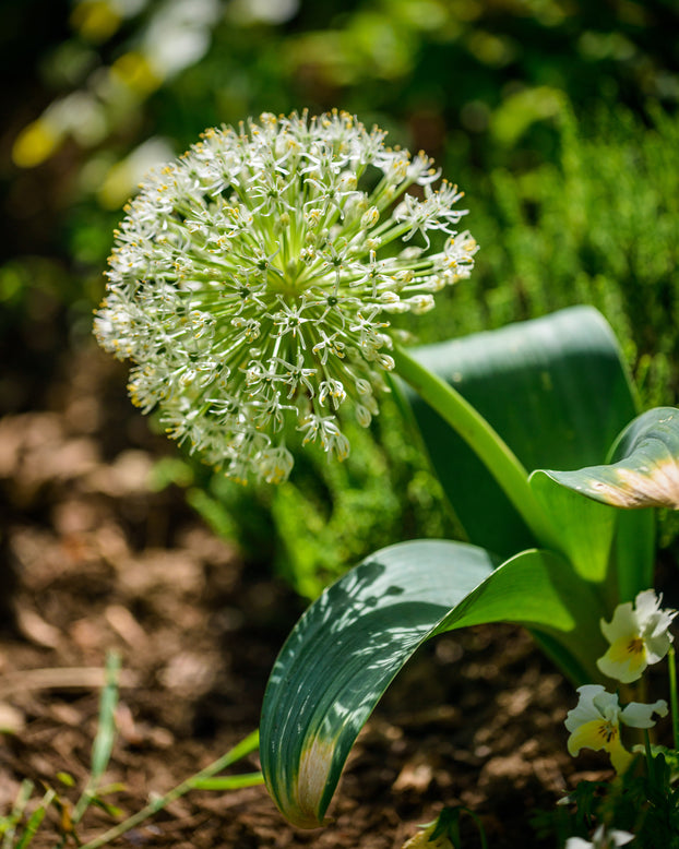 Allium karativiense 'Ivory Queen'