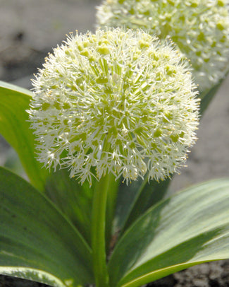 Allium karativiense 'Ivory Queen' Flower Bulbskarativiense Ivory Queen Bulbs UK - 1