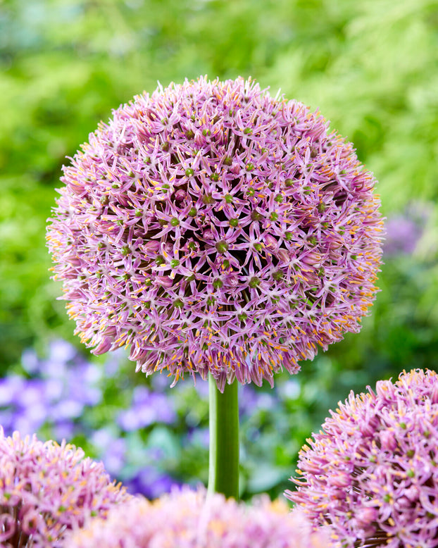 Allium 'Lucky Balloons'