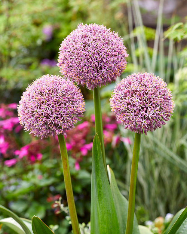 Allium 'Lucky Balloons'