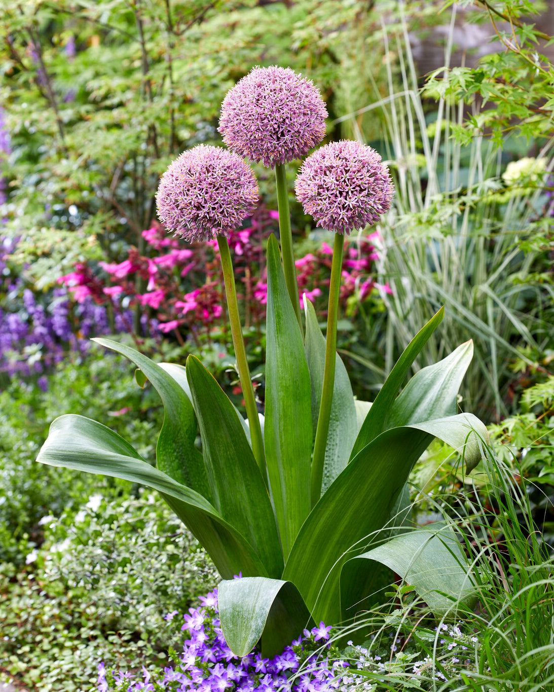 Balloons Bulbs Uk Ornamental Onion