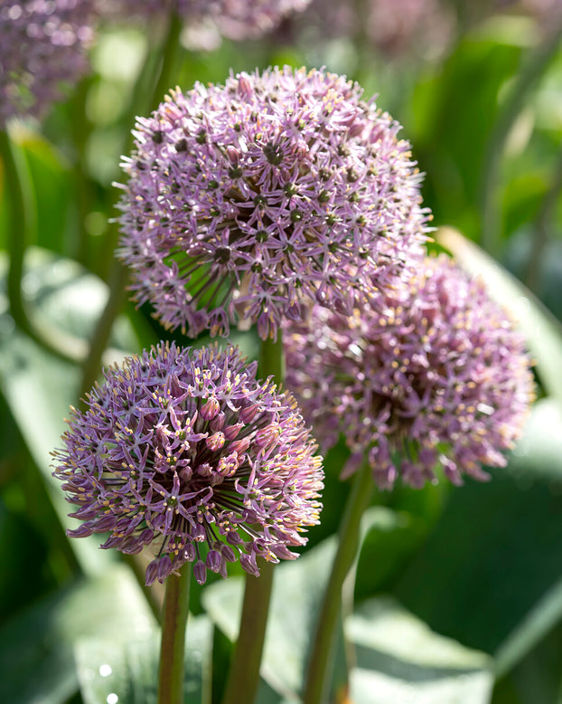 Allium 'Lucky Balloons'