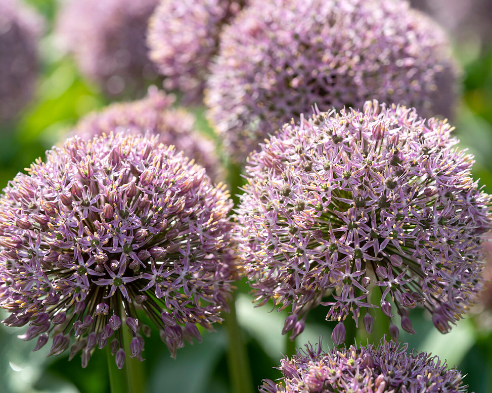 Allium 'Lucky Balloons'