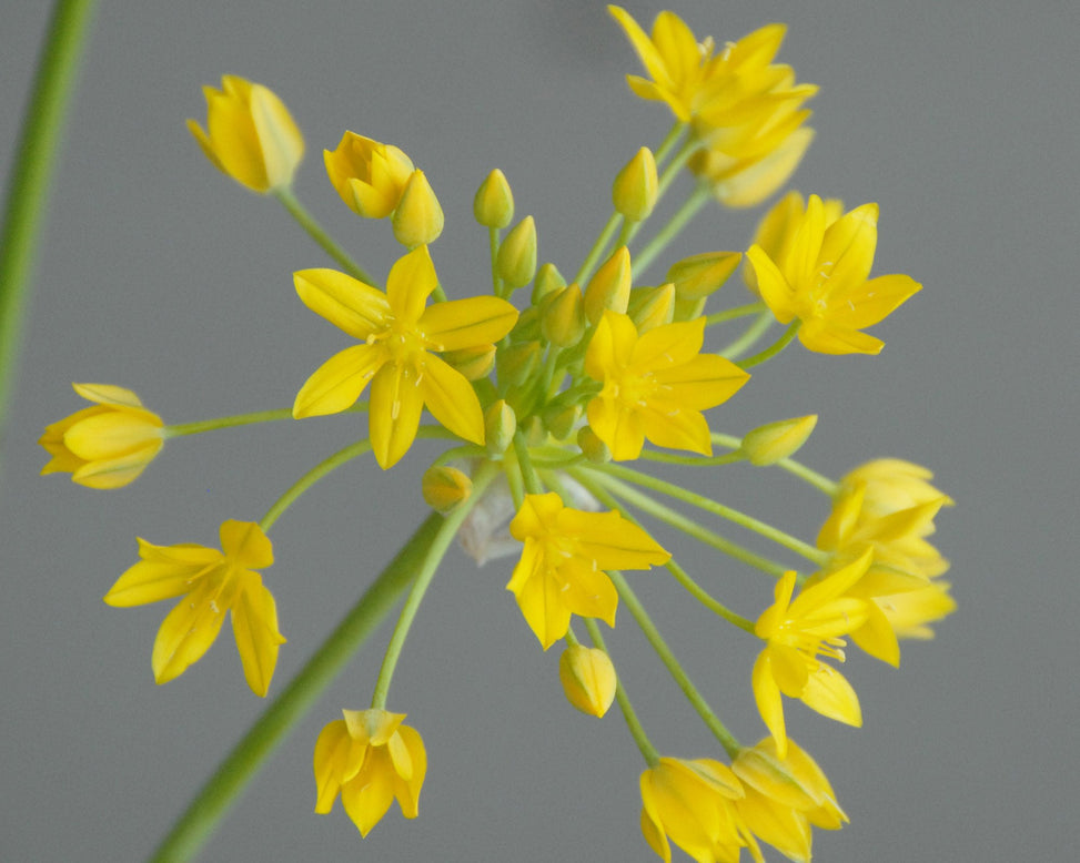 Flower BulbsMoly Bulbs UK - 2