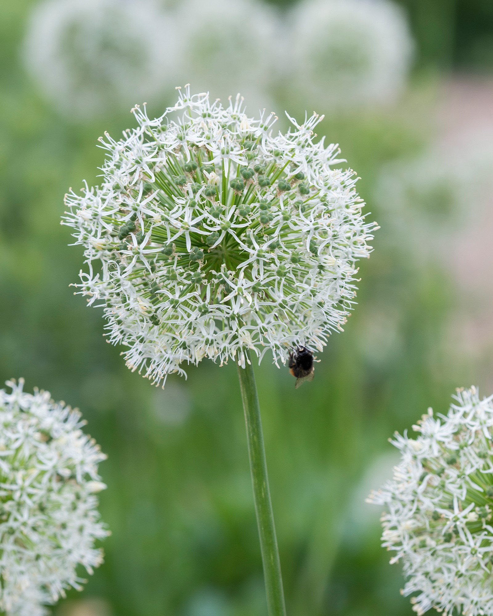 Everest Bulbs Uk Ornamental Onion