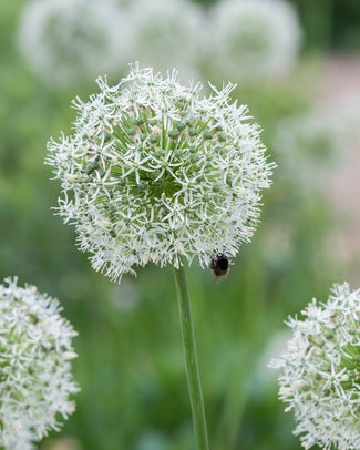 Allium 'Mount Everest' Flower BulbsMount Everest Bulbs UK - 1