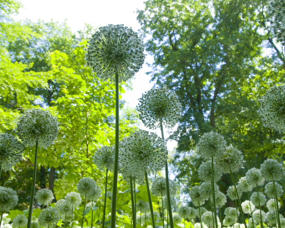 Allium 'Mount Everest'