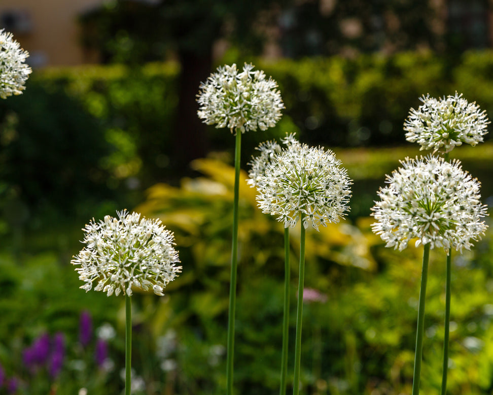 Allium 'Mount Everest'