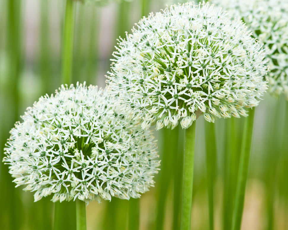 Allium 'Mount Everest'