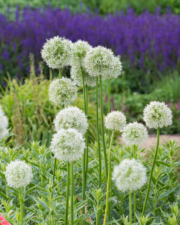 Flower BulbsMount Everest Bulbs UK - 3