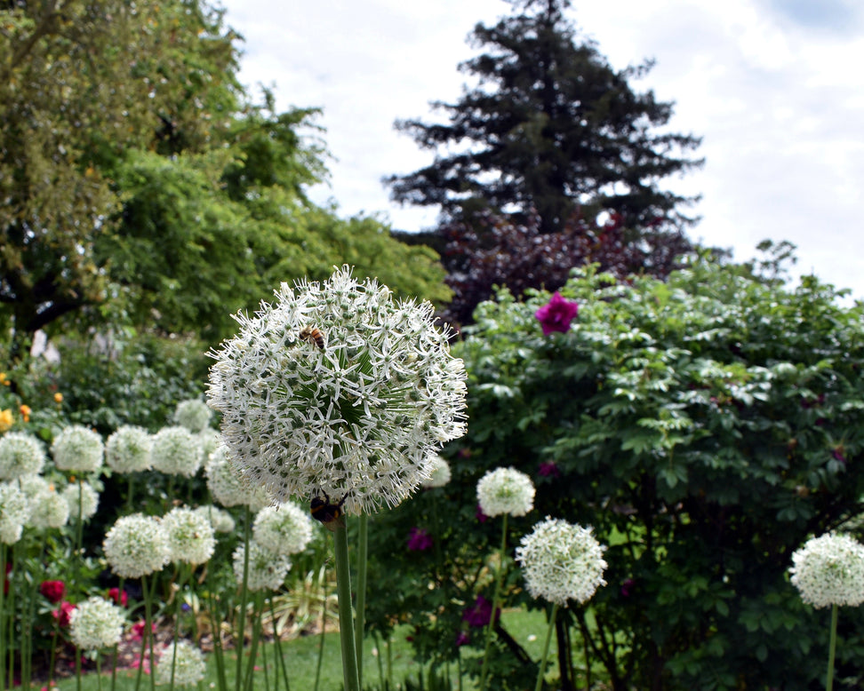 Allium 'Mount Everest'