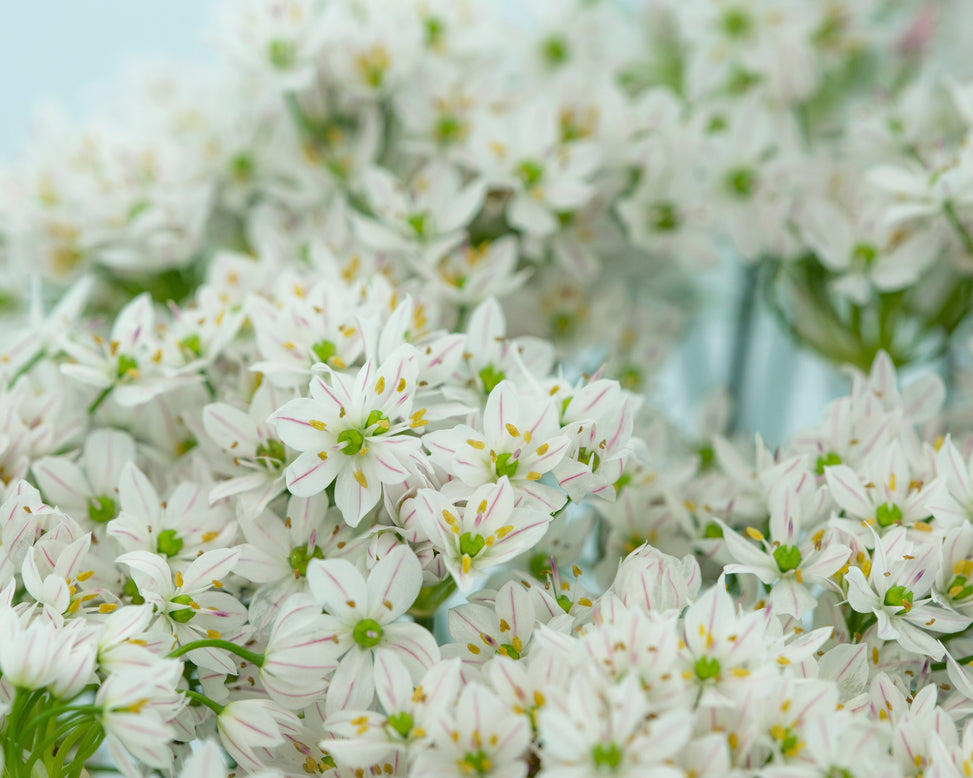 Allium neapolitanum 'Cowanii'