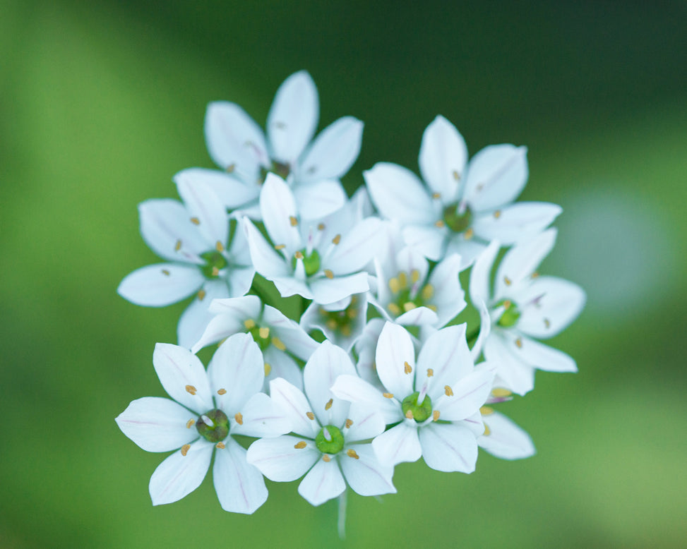 Allium neapolitanum 'Cowanii'
