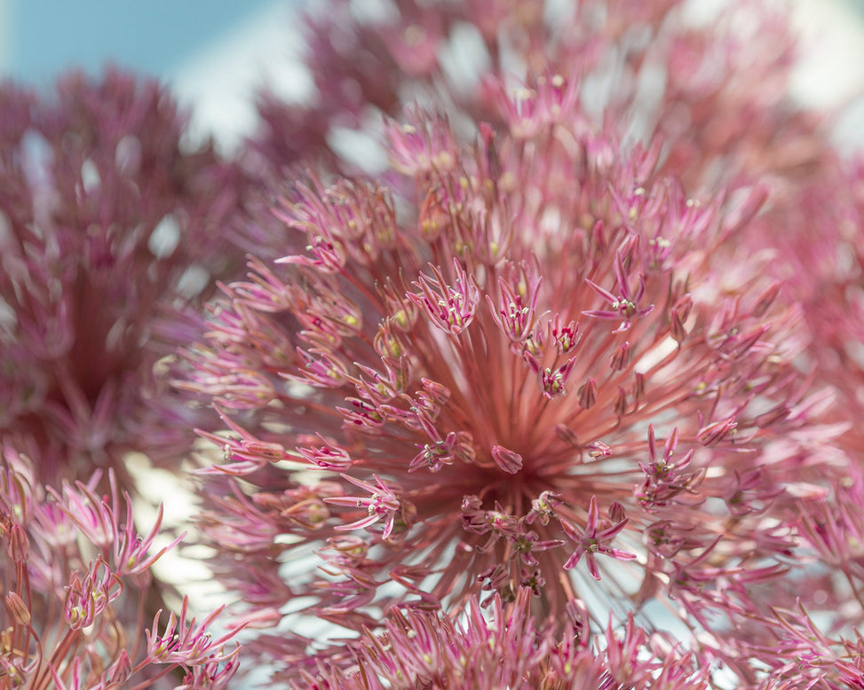 Flower BulbsNevskianum Bulbs UK - 2