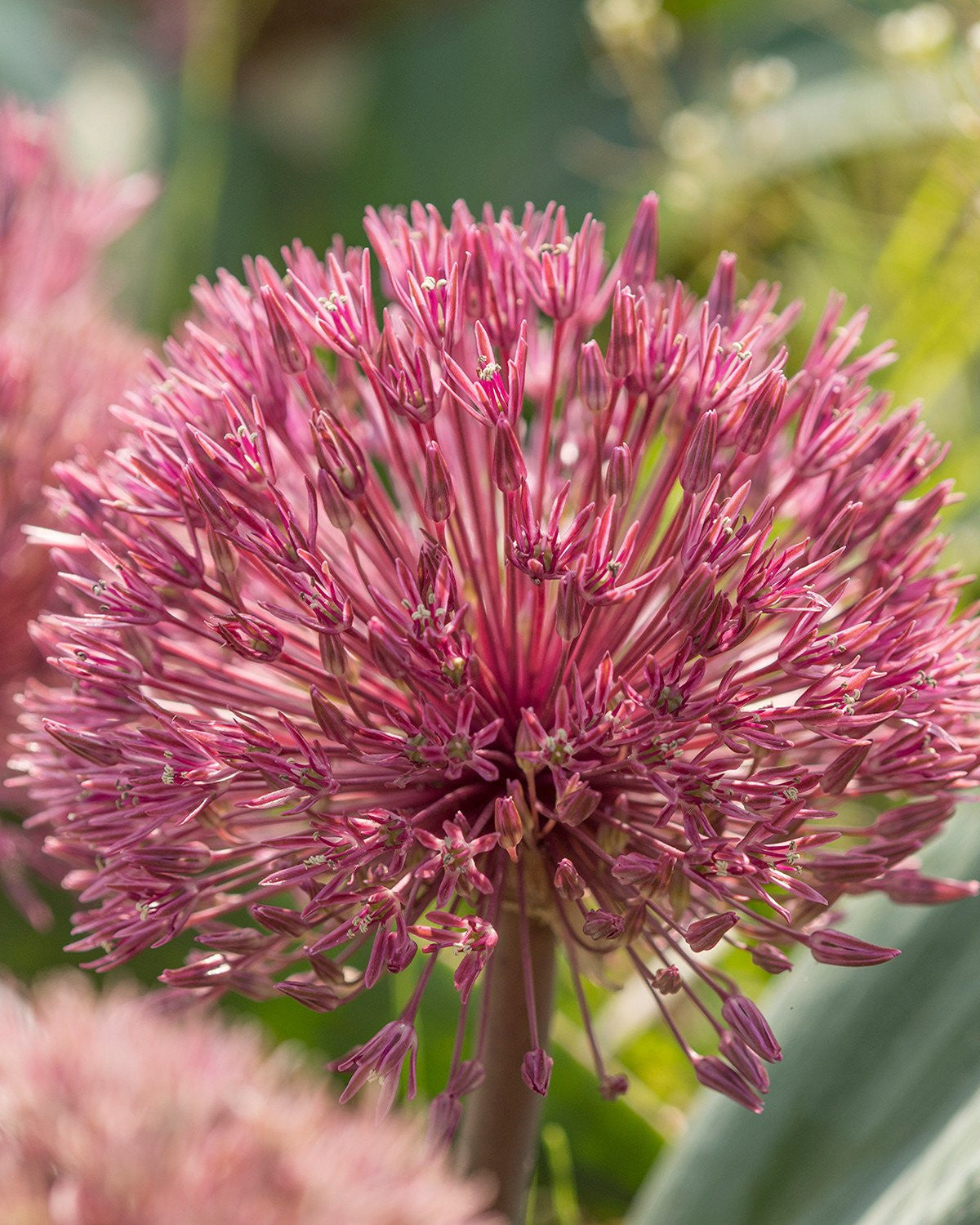 Bulbs Uk Ornamental Onion