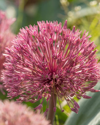 Flower BulbsNevskianum Bulbs UK - 1