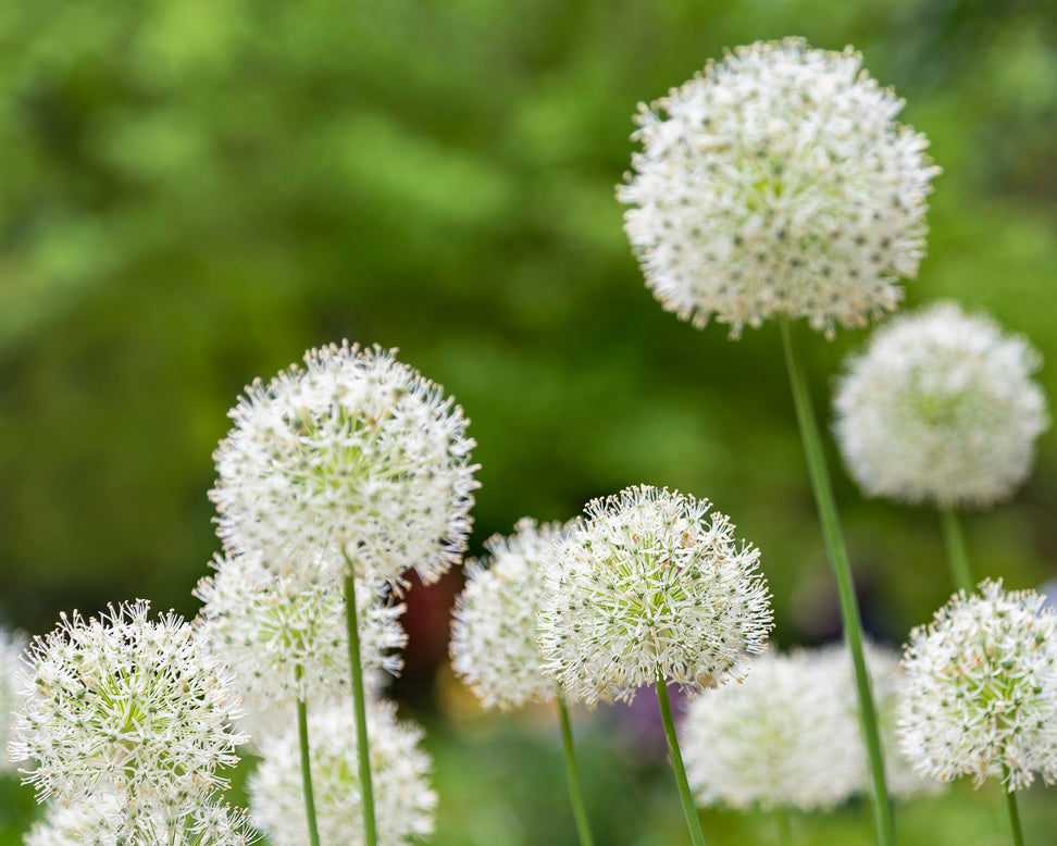 Allium multibulbosum 'Nigrum'