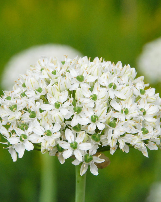 Allium multibulbosum 'Nigrum'