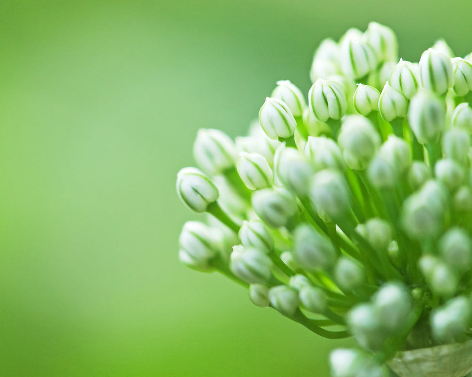Allium multibulbosum 'Nigrum'