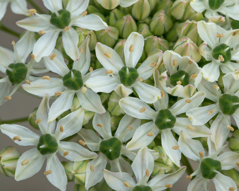 Allium multibulbosum 'Nigrum'