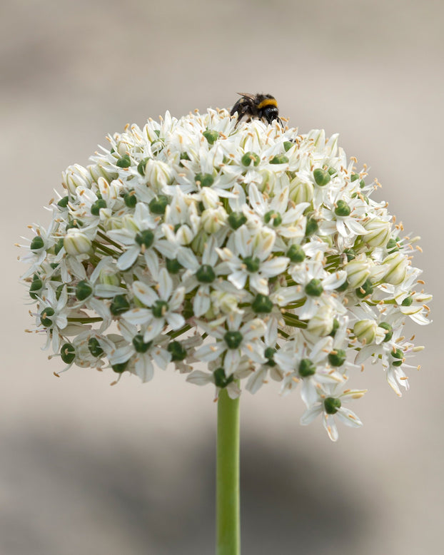 Allium multibulbosum 'Nigrum'